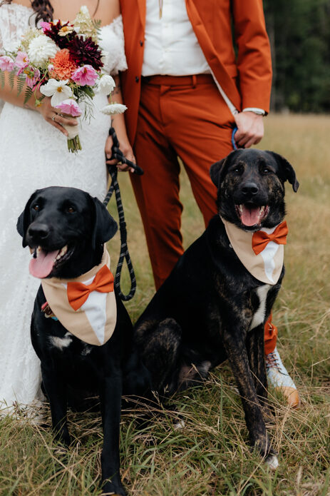 Bride and groom poses with their dogs on their wedding day